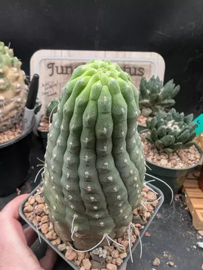 plant/P63 matucana madisoniorum, big old plant-1-thumbnail