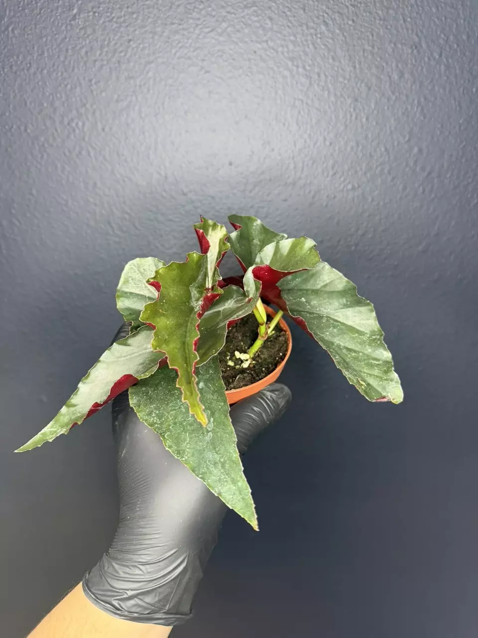 plant/Begonia Black Magic *Exact Specimen-0