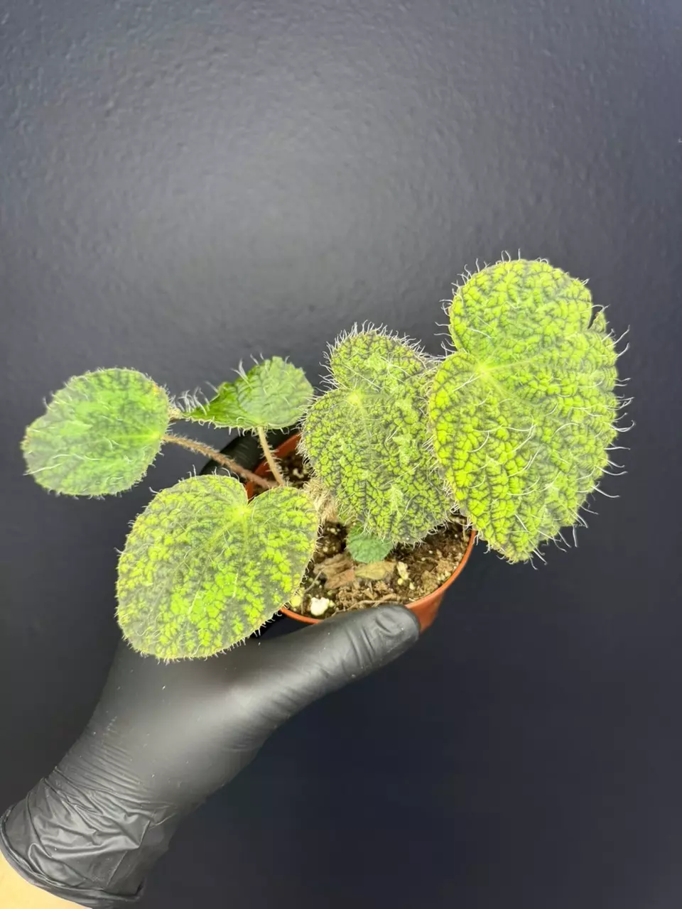 plant/Begonia Longciliata Sizemoreae *Exact Specimen-0