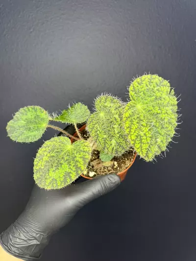 plant/Begonia Longciliata Sizemoreae *Exact Specimen-0-thumbnail