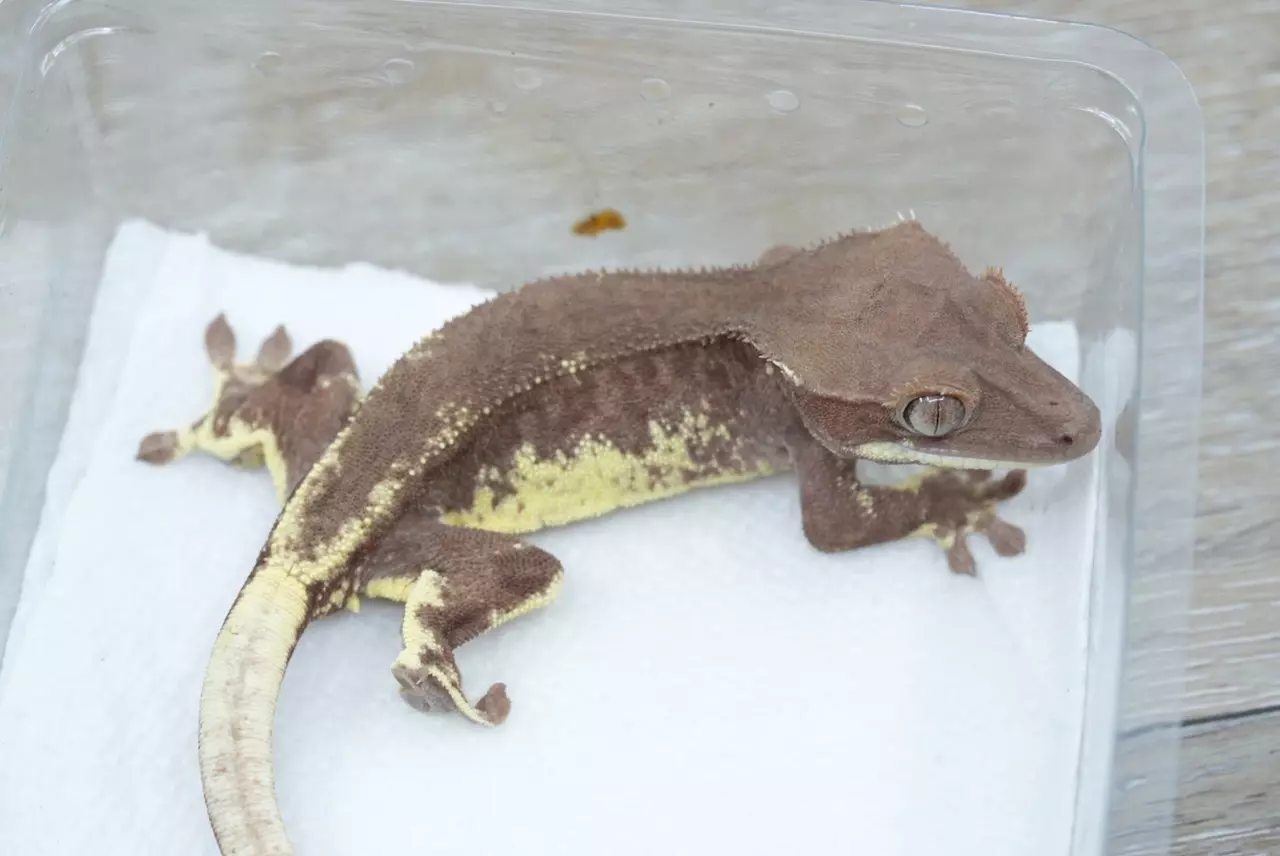 plant/#108 15g Male red phantom Frappuccino-0