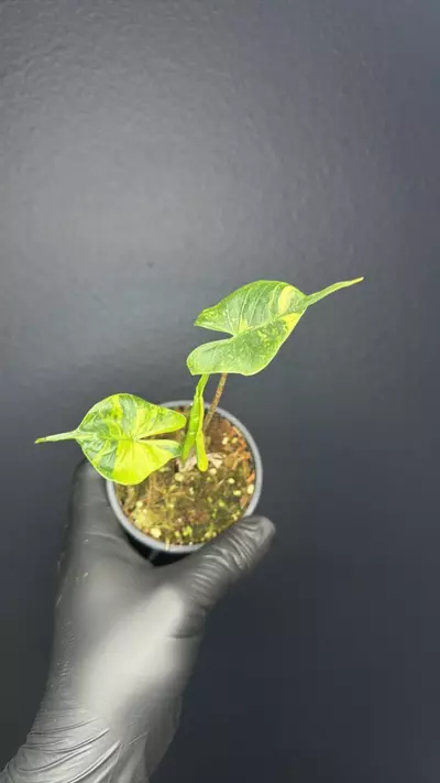 plant/Alocasia Stingray Aurea *Exact Specimen B-0-thumbnail