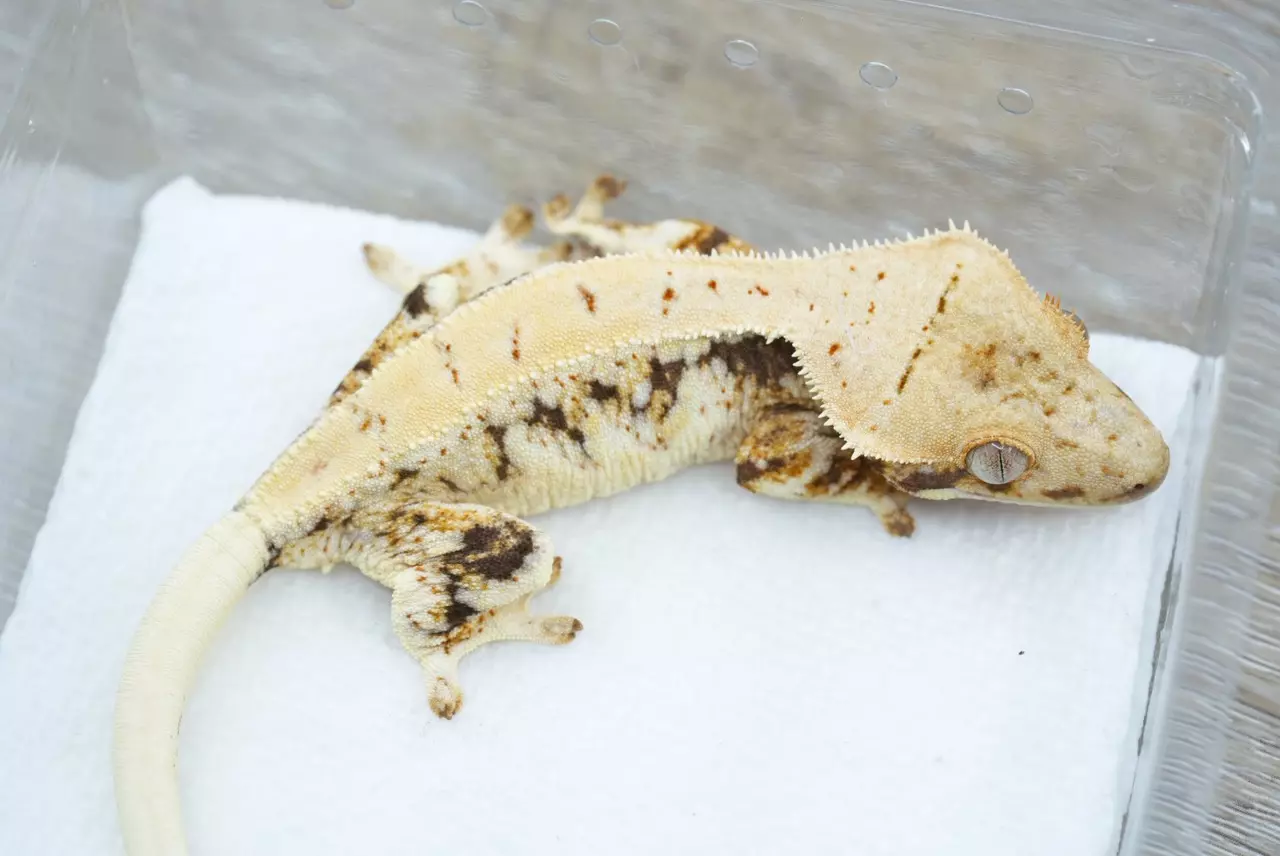 plant/#102 frost line LW npv 18g-0