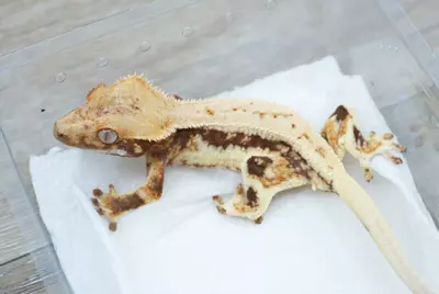 plant/#110 15g Male Lilly white-1-thumbnail