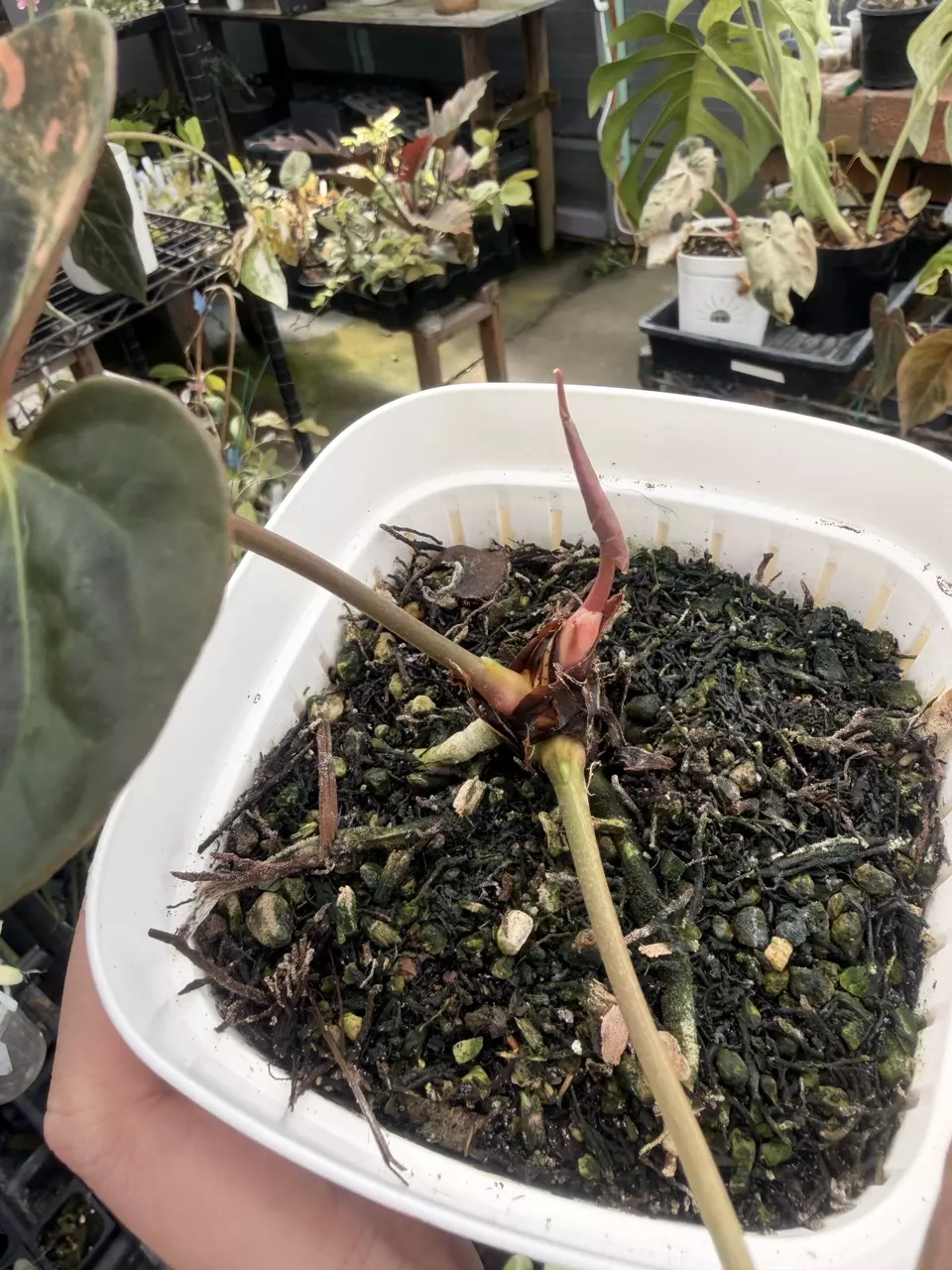 plant/Anth Blue Pap variegated flowering size PINK-2