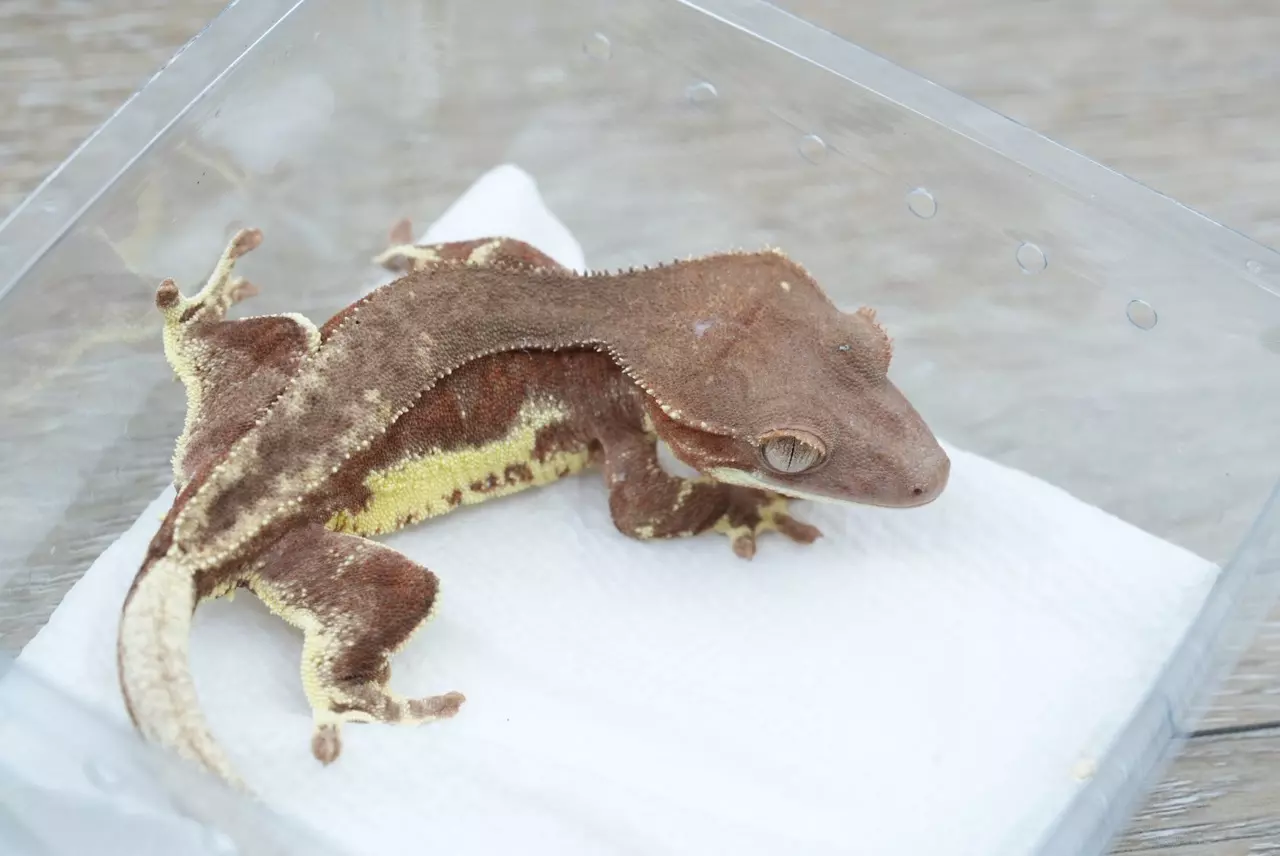 plant/#106 16g npv red phantom Frappuccino-0