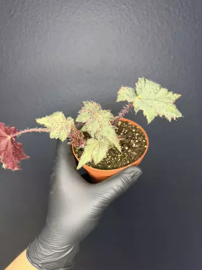 plant/Begonia Saxons Mystery *Exact Specimen-0-thumbnail