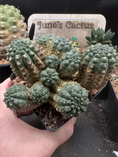 plant/P61 Gymno ocho cluster, 4" pot-0-thumbnail