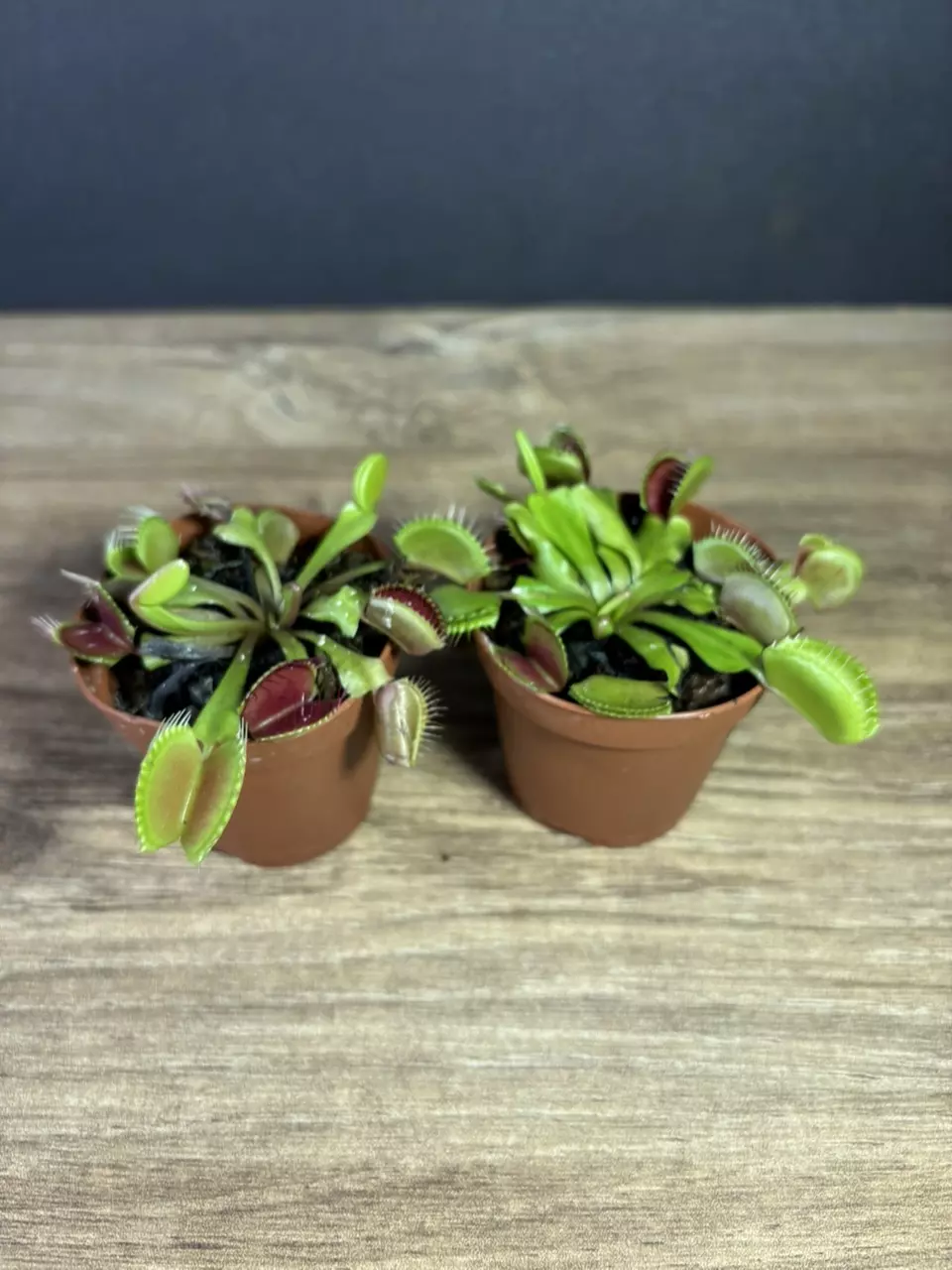 plant/Dionaea Muscipula “Venus Flytrap” 2” - grower’s choice-1