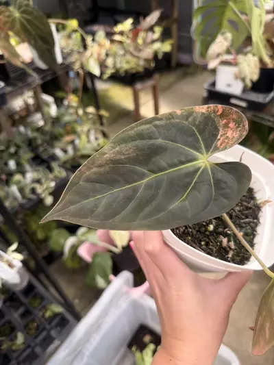 plant/Anth Blue Pap variegated flowering size PINK-1-thumbnail