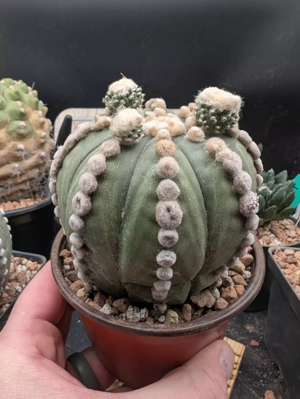 plant/P61 Astro asterias ooibo, great form, top pups, 4" pot-1