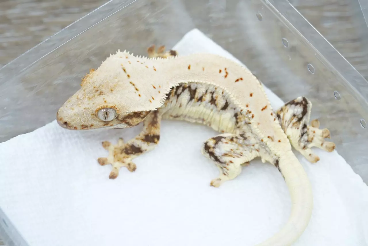 plant/#104 18g frost line Lilly white npv-1