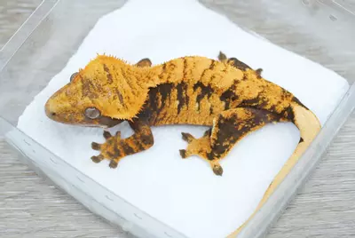 plant/#98 24g female Halloween-0-thumbnail