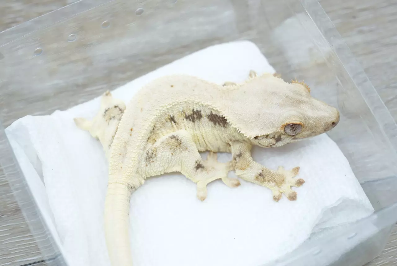 plant/#96 22g Czech tangerine line Lilly female-0