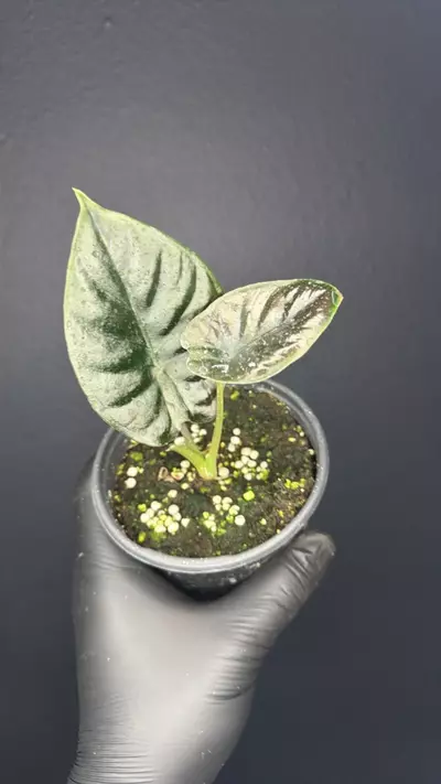 plant/Alocasia Infernalis *Grower’s Choice-0-thumbnail