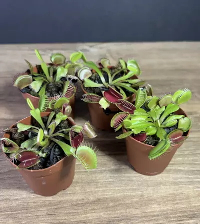 plant/Dionaea Muscipula “Venus Flytrap” 2” - grower’s choice-2-thumbnail