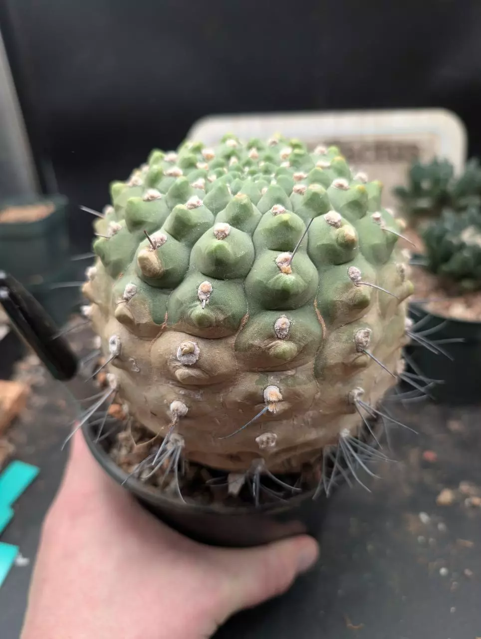 plant/P62 Gymno ocho, big old plant-1