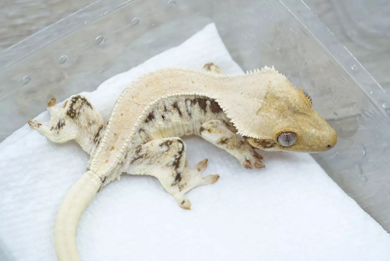 plant/#105 frost line Lilly white npv 15g-1