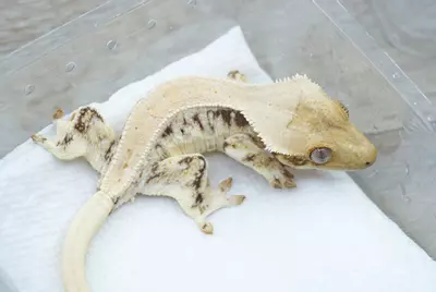 plant/#105 frost line Lilly white npv 15g-1-thumbnail