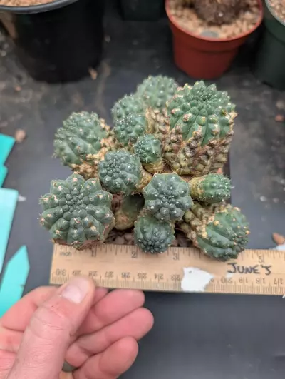 plant/P61 Gymno ocho cluster, 4" pot-2-thumbnail