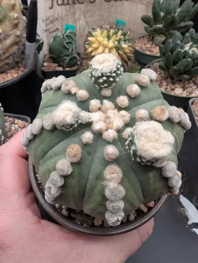 plant/P61 Astro asterias ooibo, great form, top pups, 4" pot-0-thumbnail