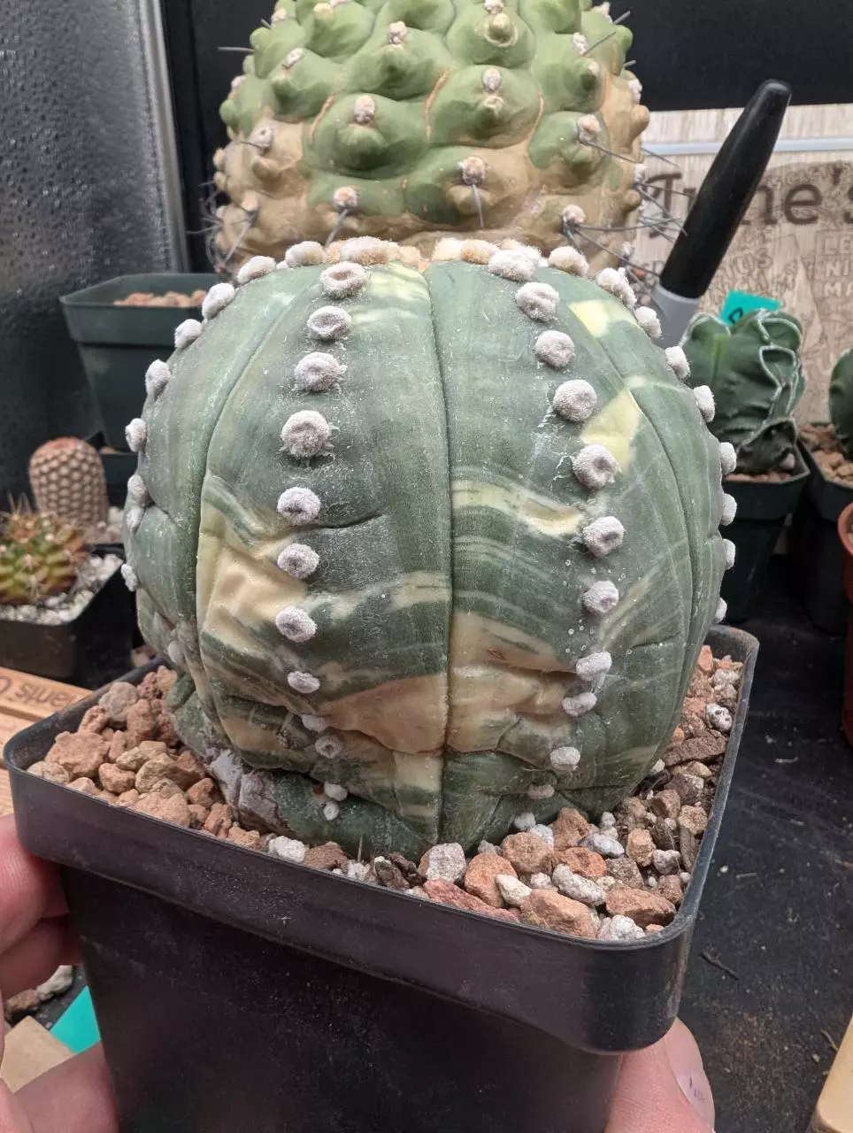 plant/P60 variegated Astro asterias ooibo, bug size, trimmed roots-1