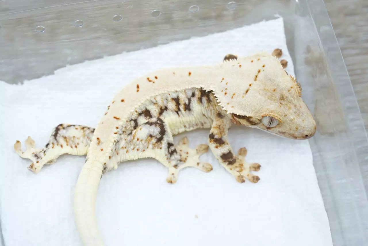 plant/#104 18g frost line Lilly white npv-0