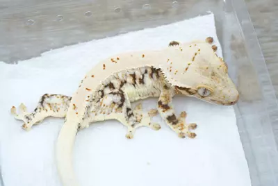 plant/#104 18g frost line Lilly white npv-0-thumbnail