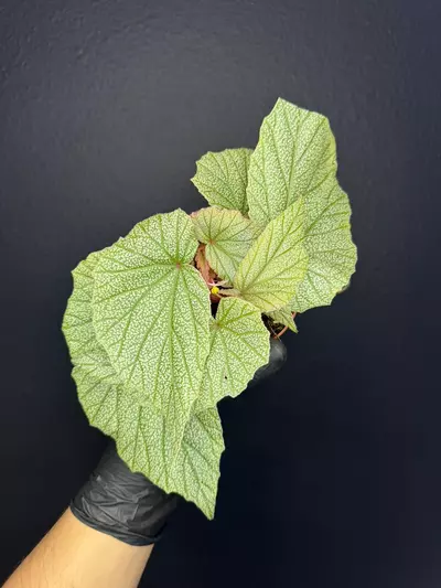 plant/Begonia Sinbad *Exact Specimen-0-thumbnail
