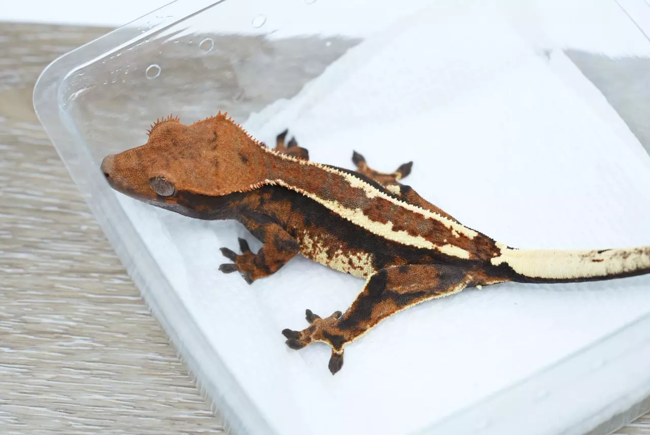 plant/#100 13g unsexed tri cappucino-0