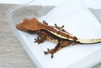 plant/#100 13g unsexed tri cappucino-0-thumbnail