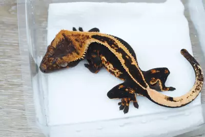 plant/#94 male super empty back 18g (voyager chopsticks)-1-thumbnail