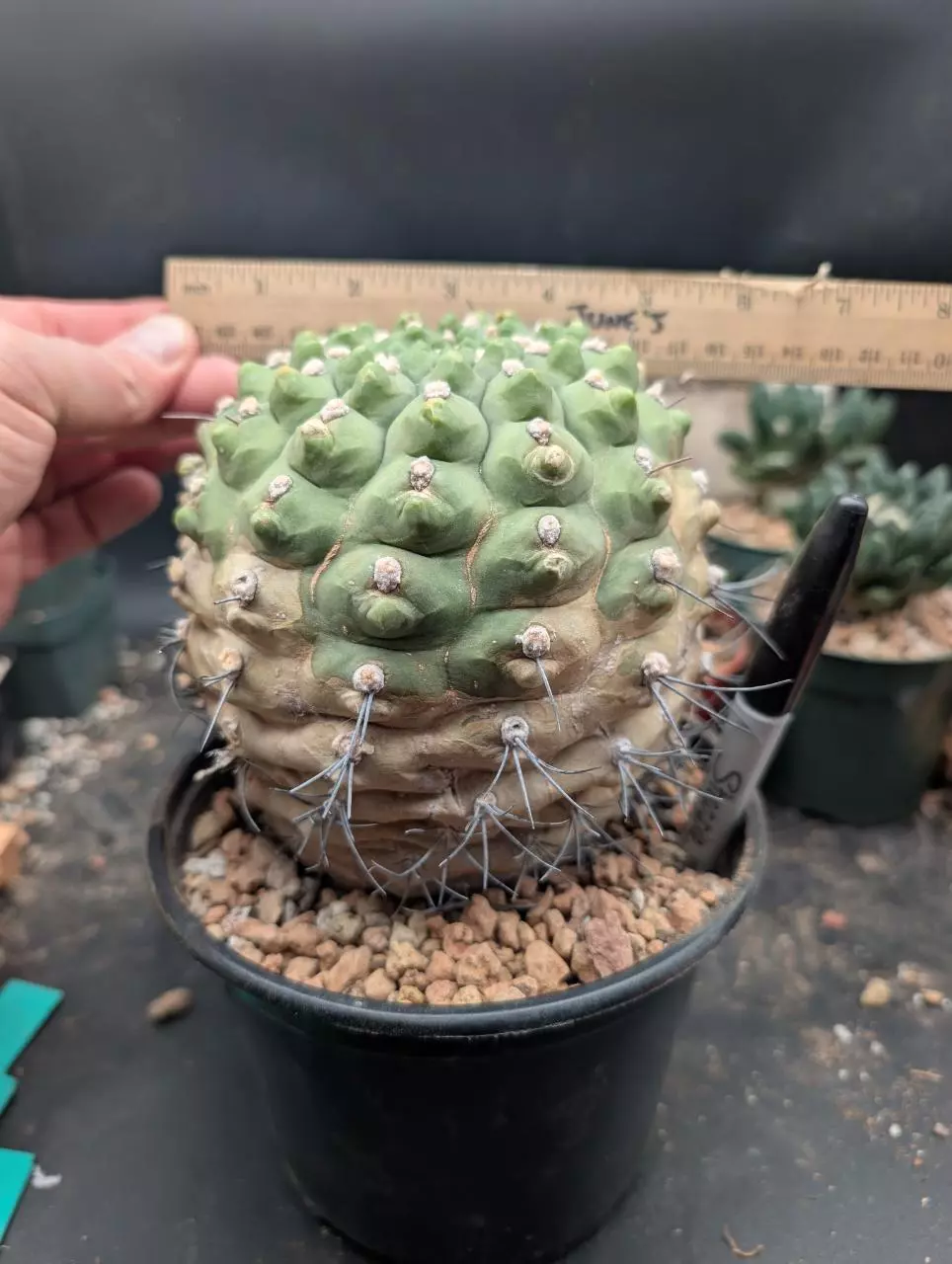 plant/P62 Gymno ocho, big old plant-2