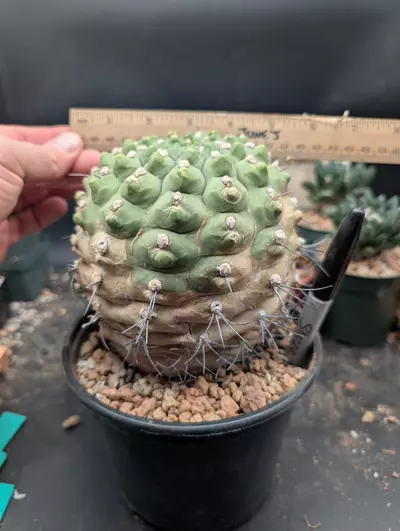 plant/P62 Gymno ocho, big old plant-2-thumbnail