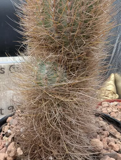 plant/P59 Micranthocereus auriazureus, rare cactus-2-thumbnail