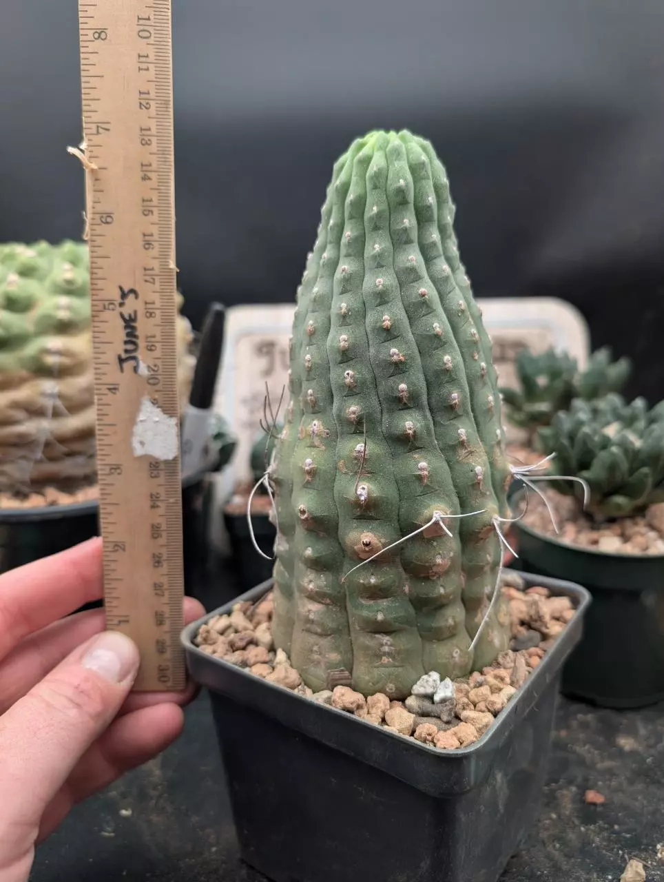 plant/P63 matucana madisoniorum, big old plant-2