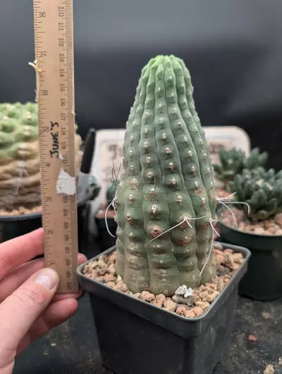 plant/P63 matucana madisoniorum, big old plant-2-thumbnail