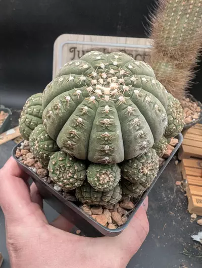 plant/P58 pretty cluster of gymnocalycium ragonesei, 4" pot-2-thumbnail