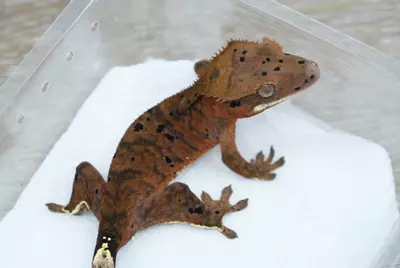 plant/#97 15g Male phantom cappuccino Dalmatian-1-thumbnail