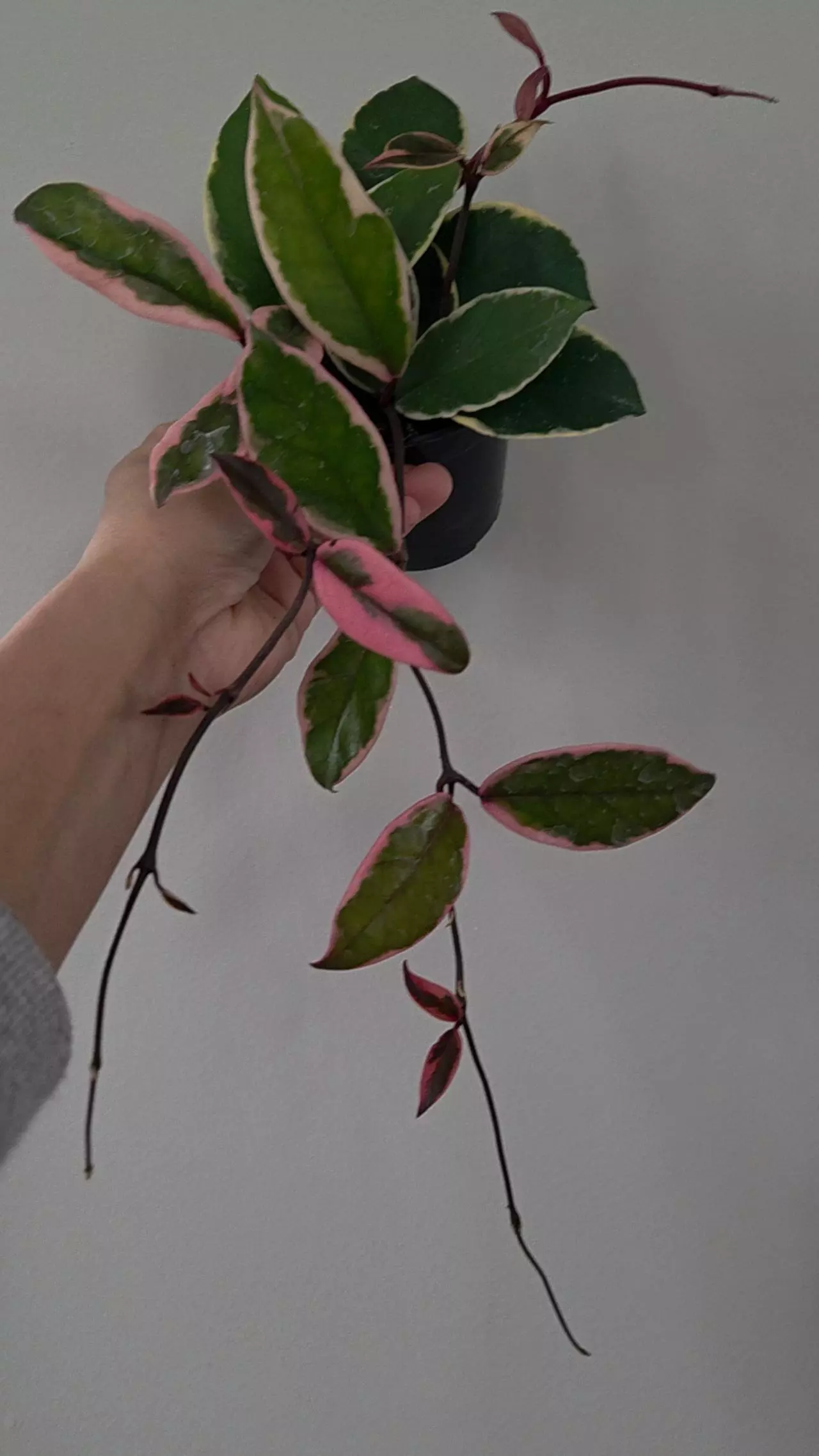 plant/4" Hoya Carnosa "Flamingo Dream"|Well-rooted Plant-0