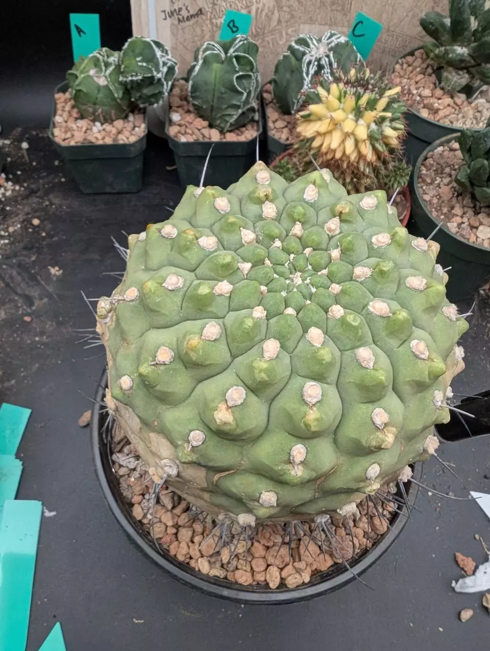 plant/P62 Gymno ocho, big old plant-0