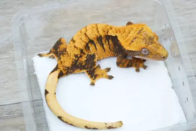 plant/#98 24g female Halloween-1-thumbnail