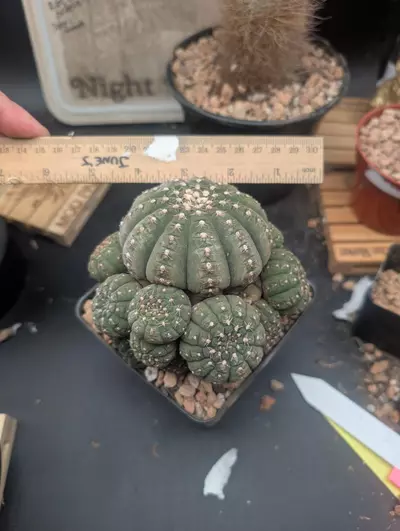 plant/P58 pretty cluster of gymnocalycium ragonesei, 4" pot-0-thumbnail