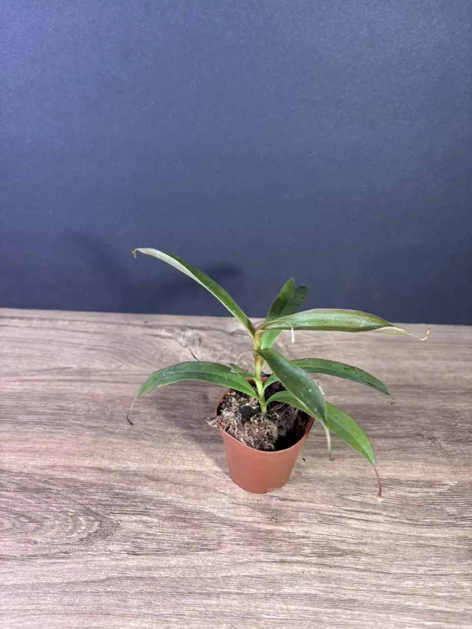 plant/Nepenthes Rebecca Soper 2” - grower’s choice-1