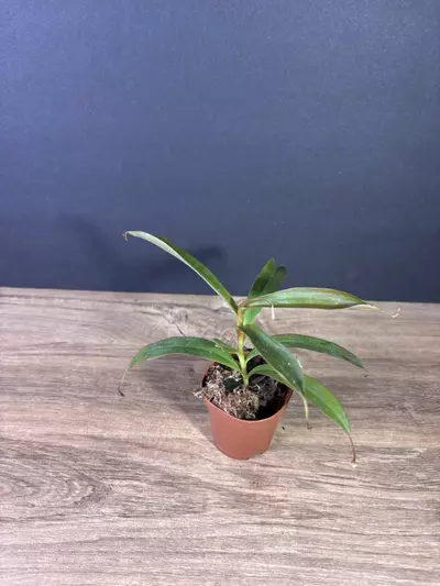 plant/Nepenthes Rebecca Soper 2” - grower’s choice-1-thumbnail