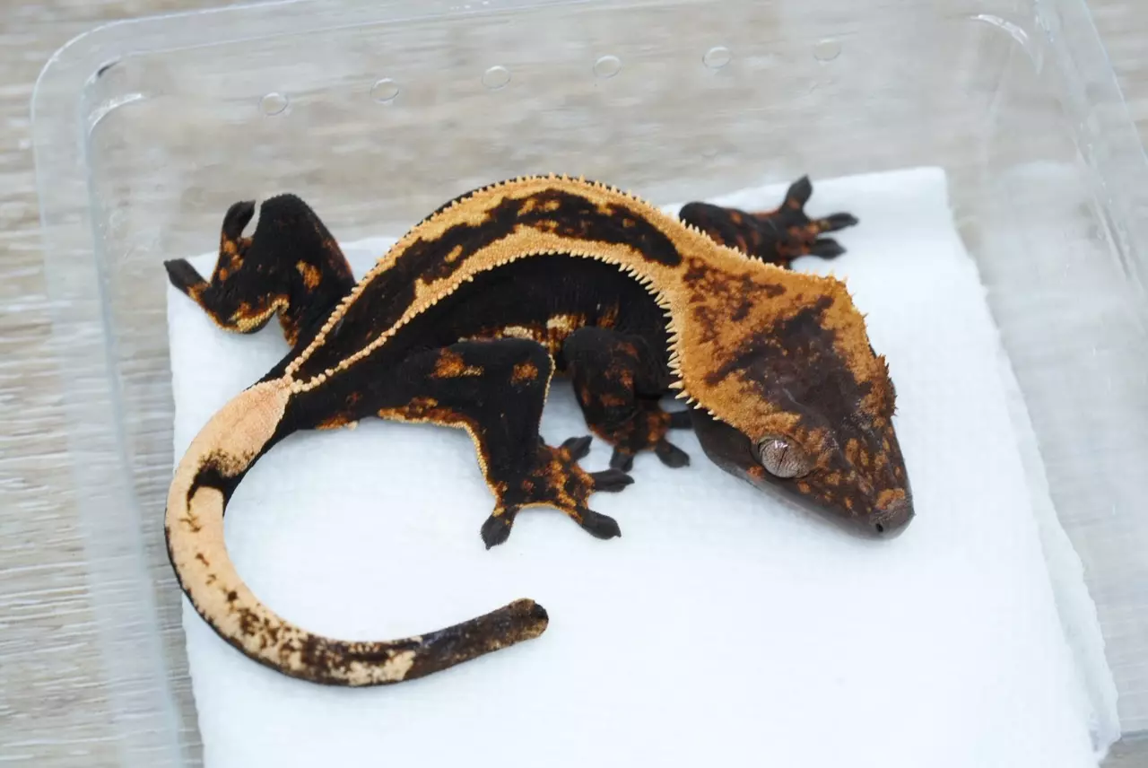 plant/#94 male super empty back 18g (voyager chopsticks)-0