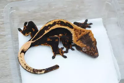 plant/#94 male super empty back 18g (voyager chopsticks)-0-thumbnail