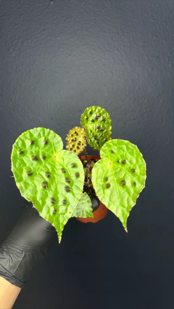 plant/Begonia Ferrox *Grower’s Choice-0