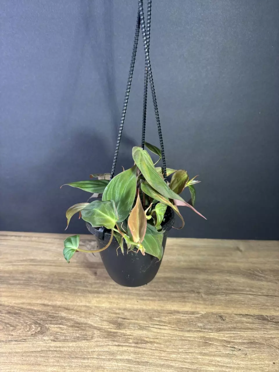 plant/Philodendron Micans 4” HB- grower’s choice-1