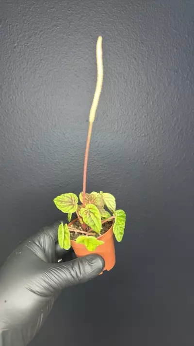 plant/Peperomia A-0-thumbnail